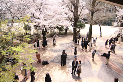 入学を祝って桜も満開、写真をパチリ